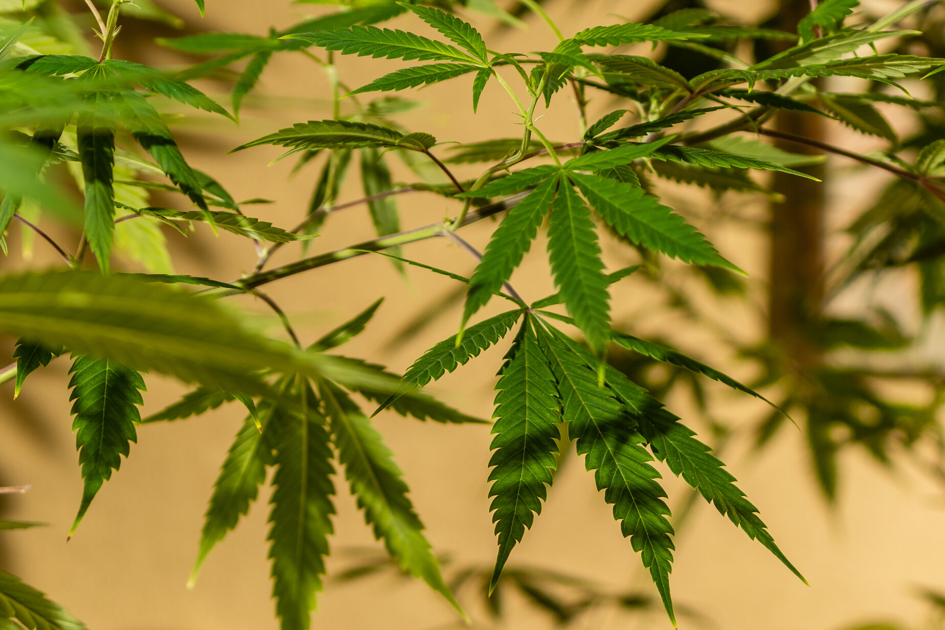 Ganja Galore Exploring the Depths of Cannabis Culture