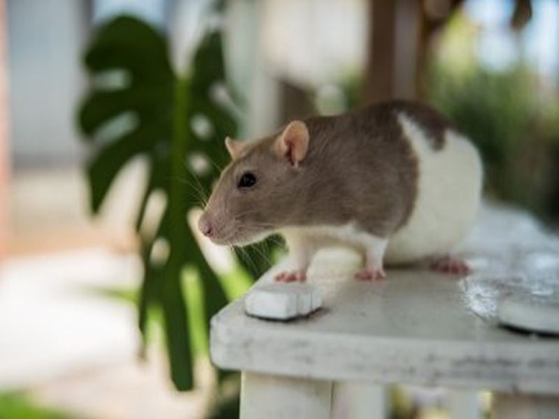 Pest Control Innovations for Rat Management